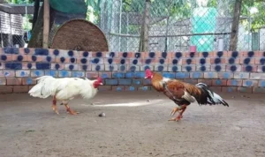 Đá Gà GA28 tại K9WIN
