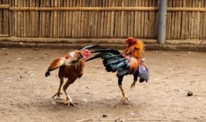 Đá Gà Sabong tại K9WIN