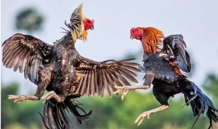 Cần tìm hiểu chiến kê trươc khi cá cược đá gà K9WIN