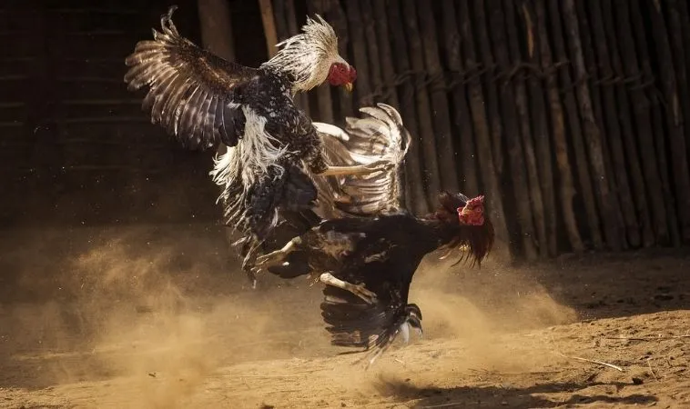 Hướng Dẫn Cách Chơi Đá Gà Sabong Tại K9WIN Cho Kê Thủ Thành Công 2 Sảnh Đá Gà Sabong tại K9WIN quy tụ nhiều chiến kê dũng mãnh