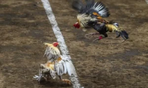 Đá Gà WS168 tại K9WIN